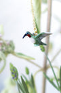 Tiny Hummingbird Necklace