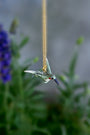 Tiny Hummingbird Necklace